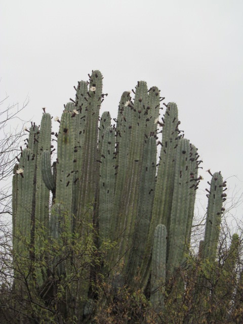 Pachycereus weberi